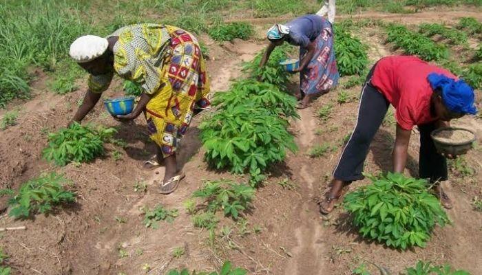 FG, investors to establish $14.2m cassava processing industry in Ekiti