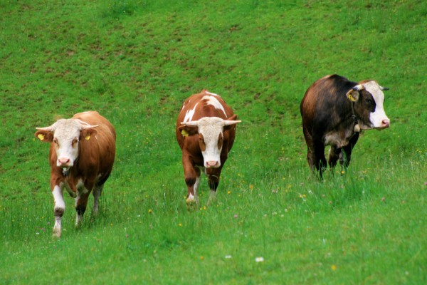 With No Further Outbreaks Till May 31, Hungary Could Be Declared FMD-free – Budapest Business Journal